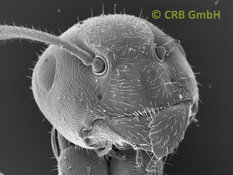Nuestra imagen favorita - La hormiga - Ancho de la imagen aprox. 1 mm | © CRB Analysis Service GmbH