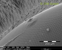 Faceta ojo de una abeja mal afeitada | © CRB Analysis Service GmbH