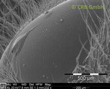 Faceta ojo de una abeja mal afeitada | © CRB Analysis Service GmbH