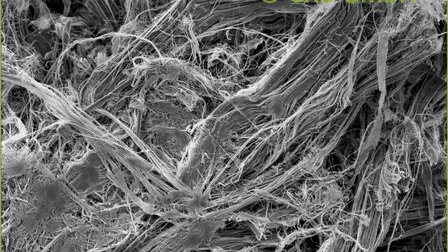 Immagine SEM crisotilo amianto in vinile cuscino | © CRB Analysis Service GmbH