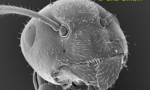 Notre image préférée – la fourmi – largeur d’image env. 1 mm | © CRB Analyse Service GmbH